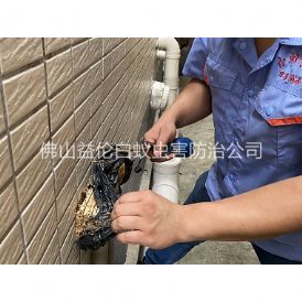 大沥建筑灭治白蚁工程